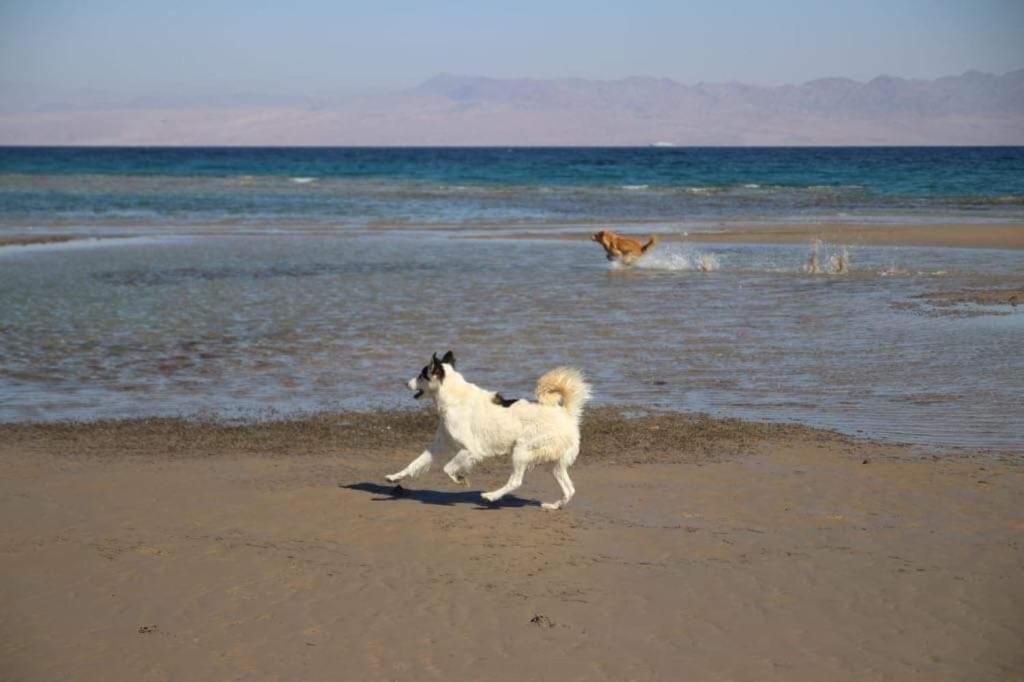 Sebaii Camp السباعى كامب شاطئ الترابين بجوار ويت بالس Vandrehjem Nuweiba` Eksteriør billede